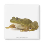 Common Green Frog Magnet