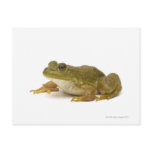 Common Green Frog Postcard