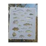 common inshore coastal fish of Georgia's Post Cards