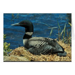 Common Loon Card