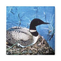 Common Loon on Nest Fridge Magnets