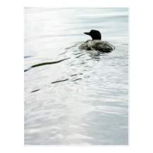 Common Loon On the Water Post Cards