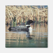 Common Loon on Water Refrigerator Magnet