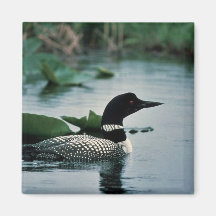 Common Loon on Water Refrigerator Magnet