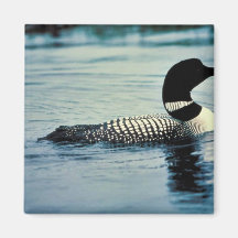 Common Loon on Water Refrigerator Magnets
