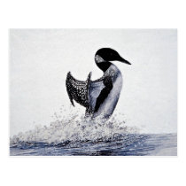 Common loon postcards