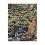 Common Minnesota rock bed stream from the Forest Post Card