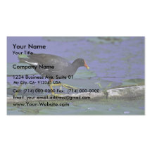 Common Moorhen at Squaw Creek National Wildlife Re Business Cards