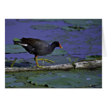 Common Moorhen at Squaw Creek National Wildlife Re Greeting Card