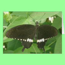 Common Mormon Butterfly Greeting Card cards