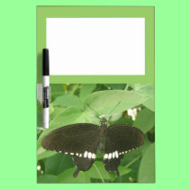 Common Mormon Butterfly Memo Board dry erase boards