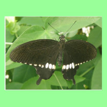 Common Mormon Butterfly Postcard postcards