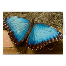 Common Morpho Butterfly card