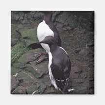 Common Murres on Hall Island Magnets