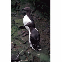 Common Murres on Hall Island Photo Cutout