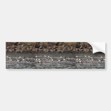 Common Murres on the Water Bumper Sticker