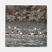 Common Murres on the Water Magnets