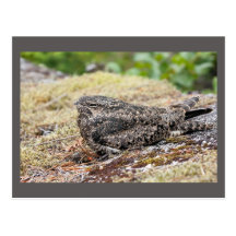 Common Nighthawk, British Columbia, photo Postcards