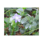 Common Periwinkle, Vinca Minor, on Roadside Canvas Prints