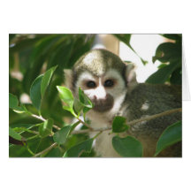 Common Squirrel Monkey Greeting Cards