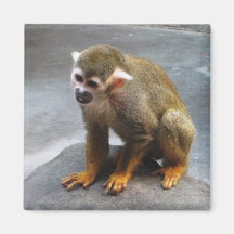 Common Squirrel Monkey Refrigerator Magnets