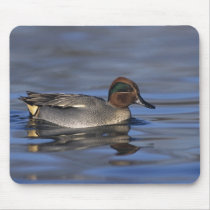 Common Teal, Anus crecca, male, Unterlunkhofen, Mousepads