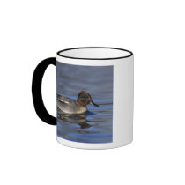 Common Teal, Anus crecca, male, Unterlunkhofen, Coffee Mugs