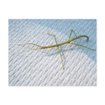 Common Walkingstick (Diapheromera femorata) Items Postcards
