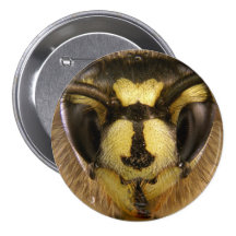Common Wasp Vespula Vulgaris Pins