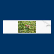 Common Waxbill bumper stickers
