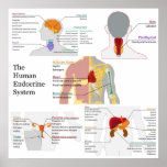 Complete Diagram of the Human Endocrine System posters