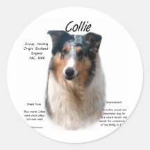 Conception d'histoire de colley (merle doux) autocollants