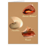 Conch, Nautilus, Queens Helmet Greeting Card