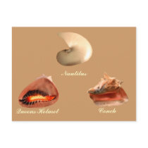 Conch, Nautilus, Queens Helmet