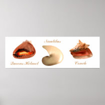 Conch, Nautilus, Queens Helmet