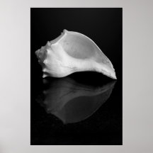 Conch on Granite Print