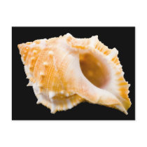 Conch Post Cards