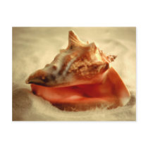 Conch Post Cards