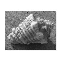 Conch Seashell Sand Beach Postcards
