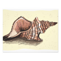 Conch Shell Art Photo