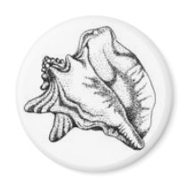 Conch Shell magnet