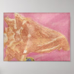 Conch Shell Poster
