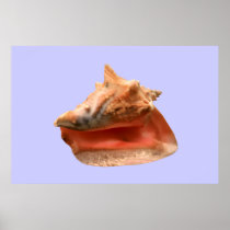 Conch Shell