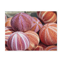 Conch shells Photo Postcard