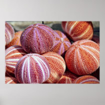 Conch shells Photo Poster