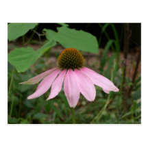 Cone Flower Postcards