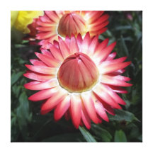 Cone Flower Stretched Canvas Print