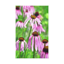 Cone Flowers Gallery Wrap Canvas