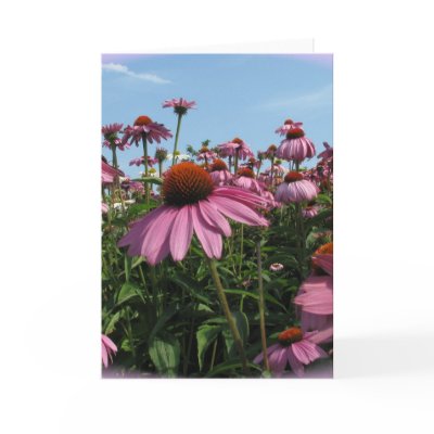 Cone Flowers Greeting Card by PerennialGardens