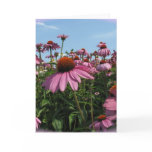 Cone Flowers Greeting Card